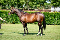 NS 2025 STALLIONS LOPE-0017