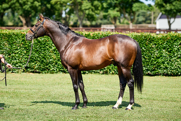 NS 2025 STALLIONS LOPE-0020