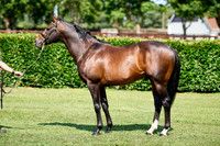 NS 2025 STALLIONS LOPE-0019