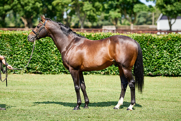 NS 2025 STALLIONS LOPE-0021