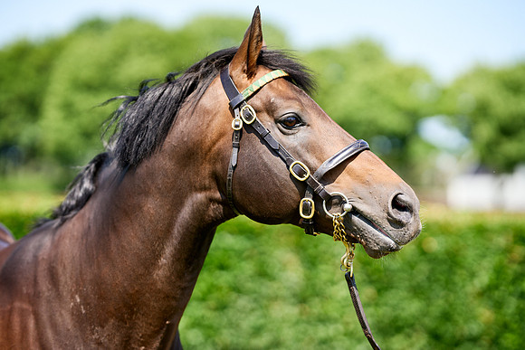 NS 2025 STALLIONS LOPE-0026