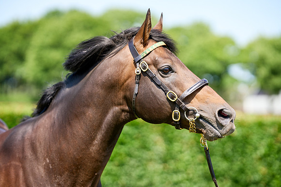 NS 2025 STALLIONS LOPE-0028