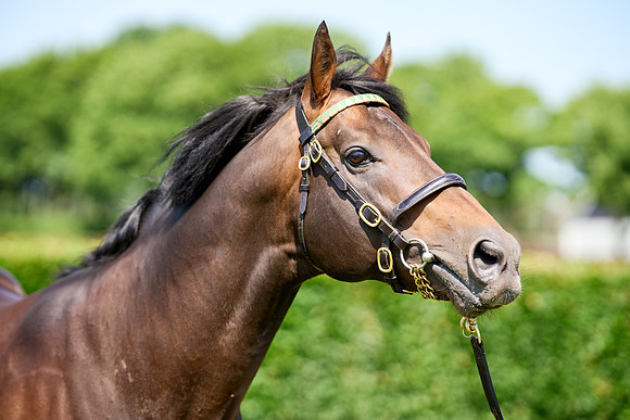NS 2025 STALLIONS LOPE-0029