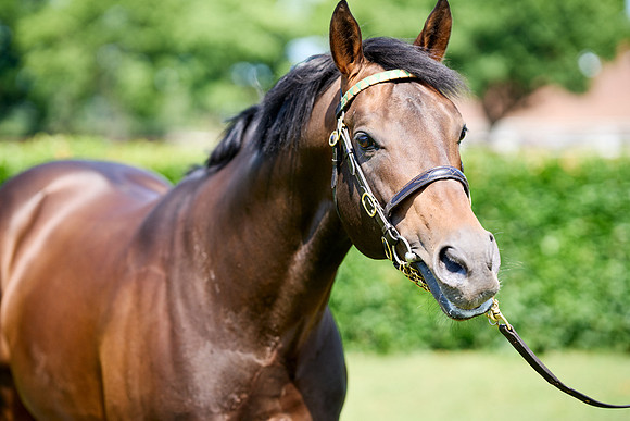 NS 2025 STALLIONS LOPE-0025