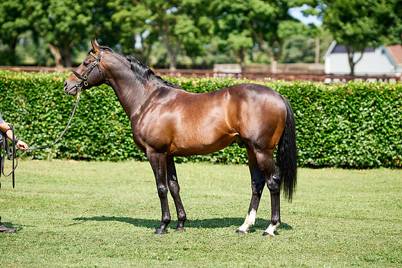 NS 2025 STALLIONS LOPE-0022