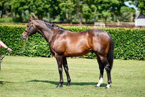 NS 2025 STALLIONS LOPE-0024
