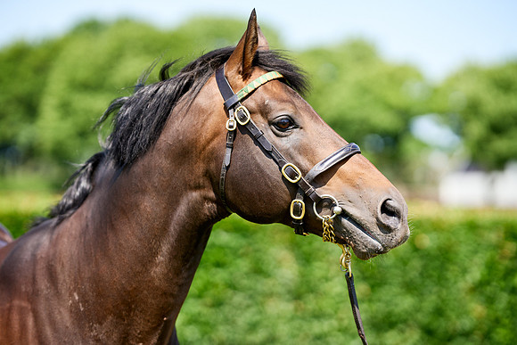 NS 2025 STALLIONS LOPE-0027
