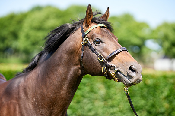 NS 2025 STALLIONS LOPE-0030