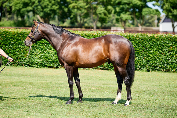 NS 2025 STALLIONS LOPE-0023