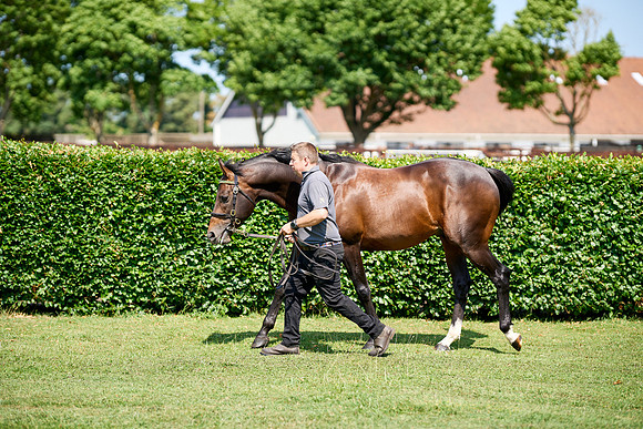 NS 2025 STALLIONS LOPE-0031