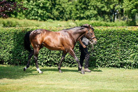 NS 2025 STALLIONS LOPE-0034