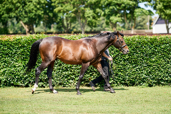 NS 2025 STALLIONS LOPE-0037