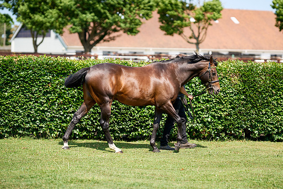 NS 2025 STALLIONS LOPE-0040