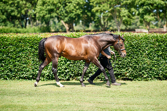 NS 2025 STALLIONS LOPE-0036