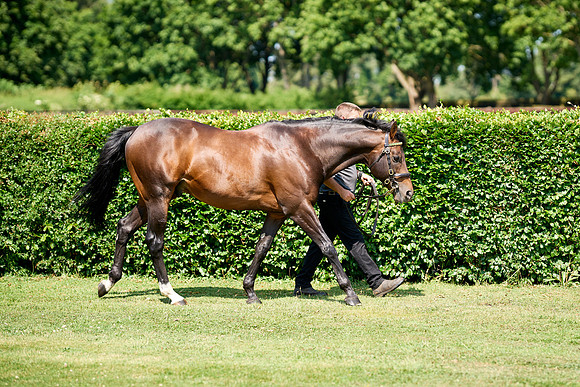 NS 2025 STALLIONS LOPE-0035