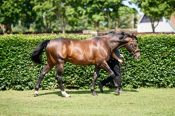NS 2025 STALLIONS LOPE-0038