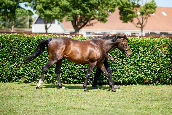 NS 2025 STALLIONS LOPE-0039