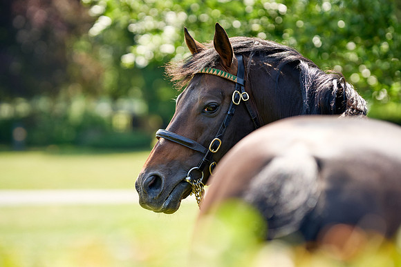 NS 2025 STALLIONS LOPE-0041