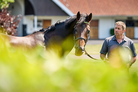 NS 2025 STALLIONS LOPE-0042