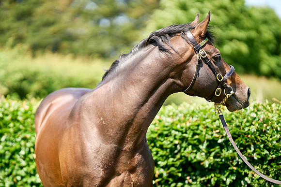NS 2025 STALLIONS LOPE-0047