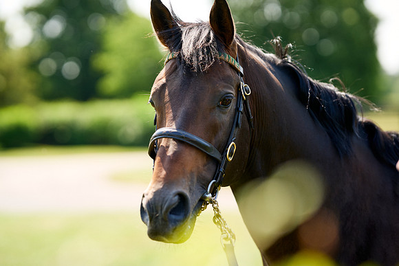 NS 2025 STALLIONS LOPE-0044