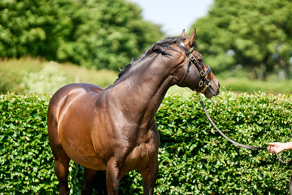 NS 2025 STALLIONS LOPE-0046