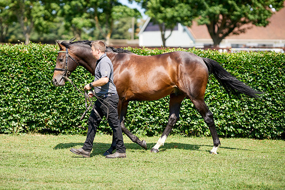 NS 2025 STALLIONS LOPE-0032