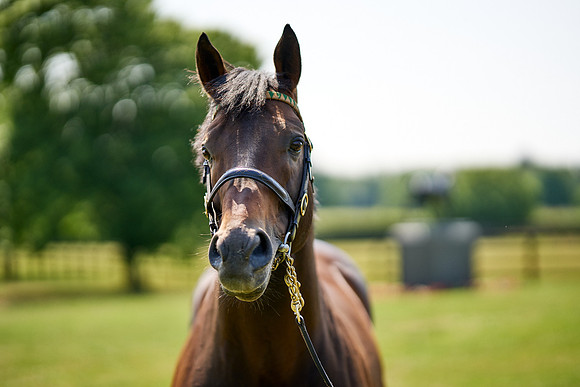 NS 2025 STALLIONS LOPE-0050