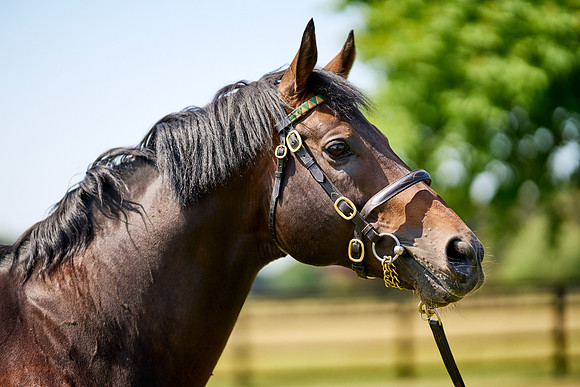 NS 2025 STALLIONS LOPE-0049