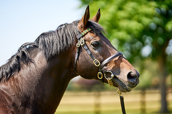 NS 2025 STALLIONS LOPE-0048