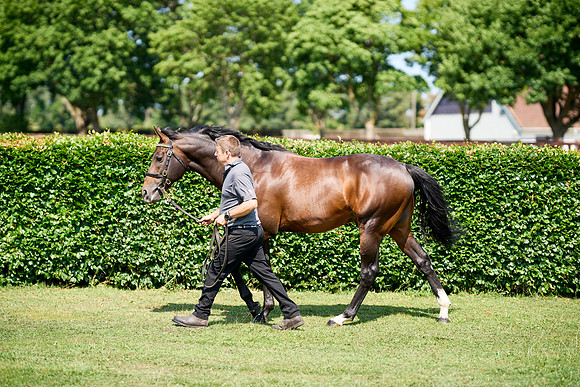 NS 2025 STALLIONS LOPE-0033