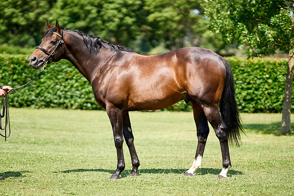 NS 2025 STALLIONS LOPE-0052