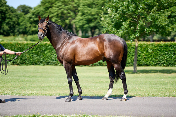NS 2025 STALLIONS LOPE-0053