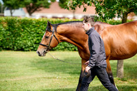NS 2025 STALLIONS RAJ-0056