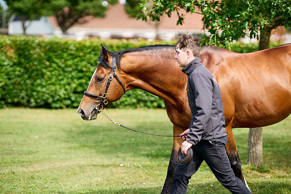 NS 2025 STALLIONS RAJ-0056