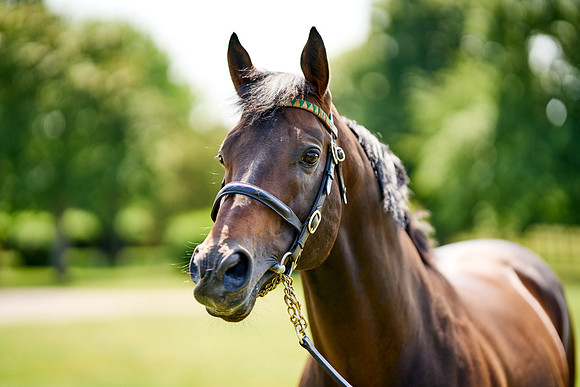NS 2025 STALLIONS LOPE-0051
