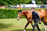 NS 2025 STALLIONS RAJ-0055