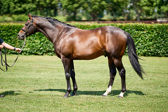 NS 2025 STALLIONS LOPE-0054