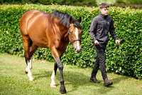 NS 2025 STALLIONS RAJ-0058