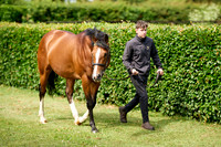 NS 2025 STALLIONS RAJ-0057
