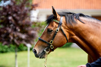 NS 2025 STALLIONS RAJ-0060