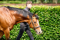 NS 2025 STALLIONS RAJ-0059