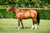 NS 2025 STALLIONS RAJ-0064