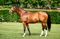 NS 2025 STALLIONS RAJ-0063