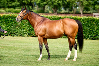 NS 2025 STALLIONS RAJ-0062