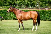 NS 2025 STALLIONS RAJ-0065