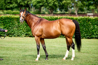 NS 2025 STALLIONS RAJ-0061