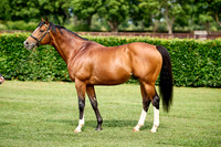 NS 2025 STALLIONS RAJ-0066