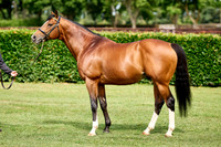 NS 2025 STALLIONS RAJ-0069