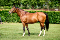 NS 2025 STALLIONS RAJ-0067